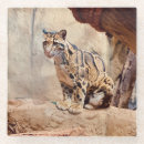 Search for spotted coasters wildlife