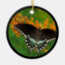 Search for butterfly ornaments Insects
