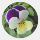 Search for pansy flower stickers Lavender