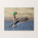 Search for mallard duck puzzles Animal