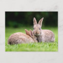 Search for rabbit postcards Cottontail