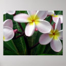 Search for hawaiian posters plumeria