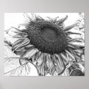 Search for black white sunflower art Vintage