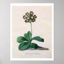 Search for vellum posters Flowers