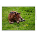 Search for horse sympathy cards Animals