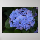 Search for vintage hydrangea posters Bloom