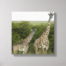 Search for black and white giraffe art Wildlife