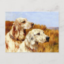Search for llewellin setter Dogs
