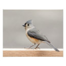 Search for 14x11 posters Bird