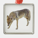 Search for coyote ornaments Wildlife