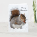 Search for squirrel christmas cards Photograph
