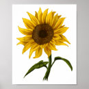 Search for sunshine posters Sunflowers
