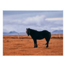 Search for icelandic horse Souvenir