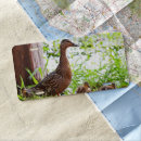 Search for duck license plates Pond
