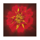 Search for marigold art Red