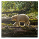 Search for black bear tiles Gordon illg
