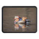 Search for mud duck Waterfowl