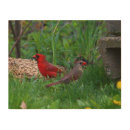 Search for female cardinal art Nature