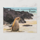 Search for galapagos islands postcards Animal