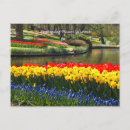 Search for keukenhof Colorful
