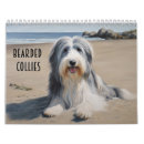 Search for bearded collie Bearded collies