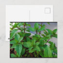 Search for mint postcards Plants