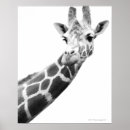Search for black and white giraffe art African