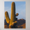 Search for tucson posters Photography