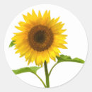 Search for sunflower stickers Yellow flowers