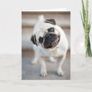 Search for puppy cards Pug