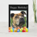 Search for pitbull birthday cards Animal