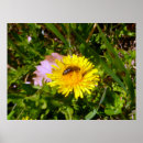 Search for dandelion posters Taraxacum officinale