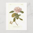 Search for vintage birthday postcards Botanical
