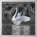 Search for swan posters Minimalist