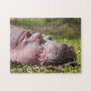 Search for hippopotamus puzzles Africa