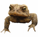Search for cute gifts Animals