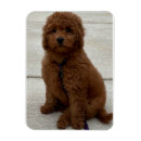 Search for goldendoodle gifts Mini golden doodle
