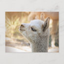 Search for alpaca postcards Farm animal
