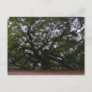Search for angel oak tree South carolina