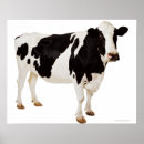 Search for holstein dairy cow posters Agriculture