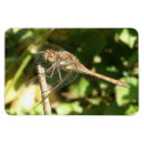 Search for dragonfly magnets Beautiful
