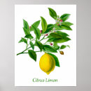 Search for botanical illustration posters Cottagecore