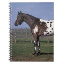 Search for appaloosa 'standing
