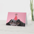 Search for funny labrador birthday cards Cute