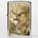 Search for leo lighters Big cat