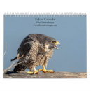Search for falcon calendars raptor