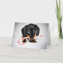 Search for dachshund cards Pet