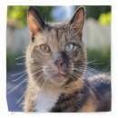 Search for cat clothes Pet