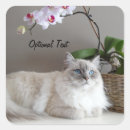 Search for lynx point siamese Kitty