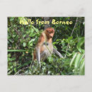 Search for indonesia postcards Borneo